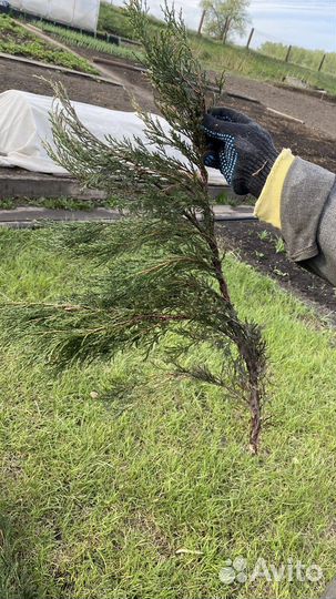 Можжевельник Новокузнецк