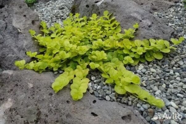 Вербейник монетчатый и Будра вариегатная