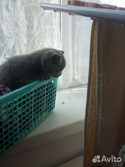 Британскиекотята