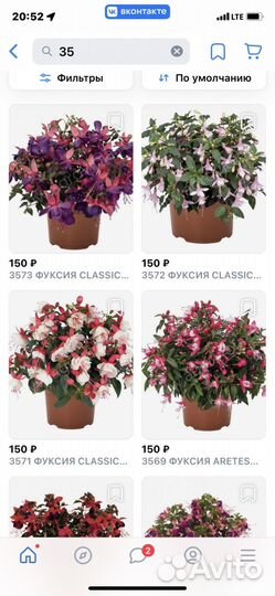 Фуксия в горшке 0,500