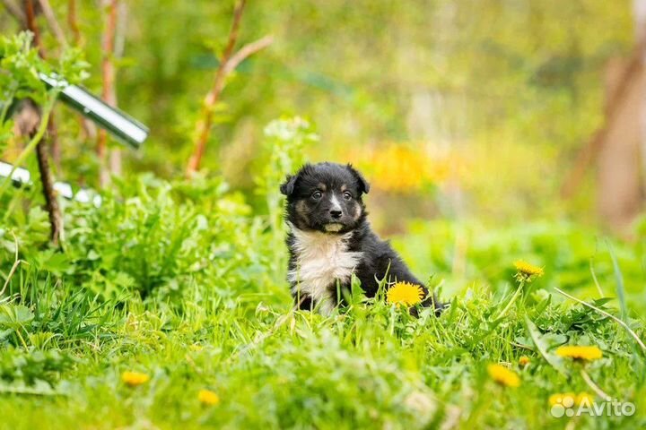 Щенки 2 месяца