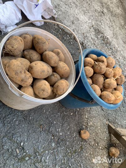 Картофель едовой, семенной