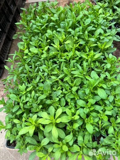 Укорененные черенки вегетативных растений