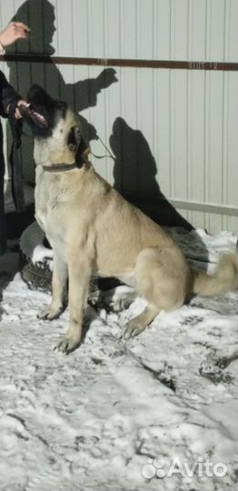 Собака в добрые руки отдам бесплатно