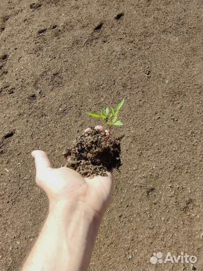 Удобрение коровий навоз в мешках 25 литров