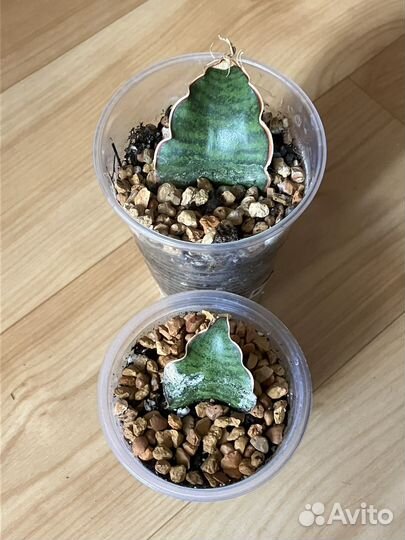 Сансевиери Фишери, Сильвер Блю