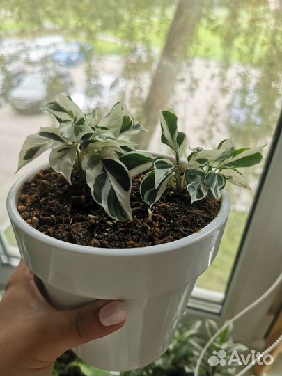 Калатея white fusion