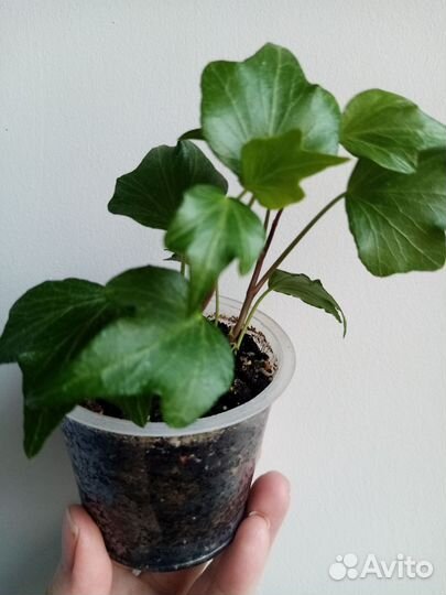 Плющ хедера