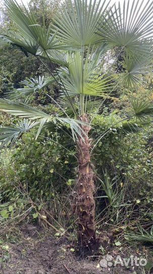 Пальма веерная