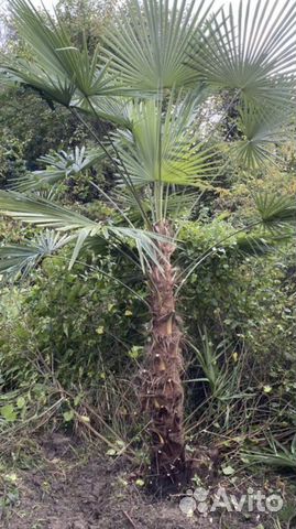 Пальма веерная