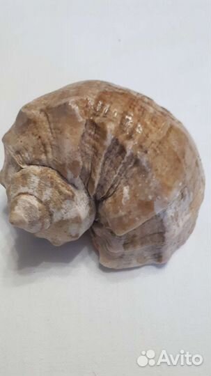 Набор ракушек