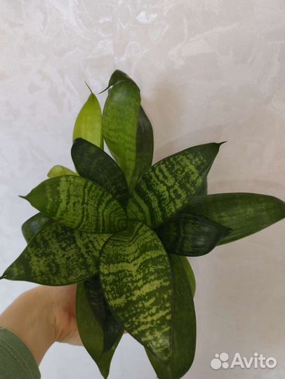 Комнатное растение Сансевиерия ханни