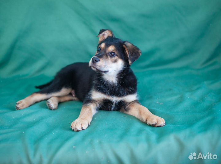 Щенок мальчик