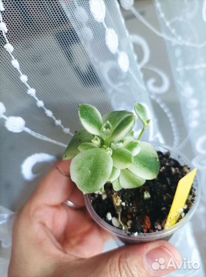 Суккуленты ч.2