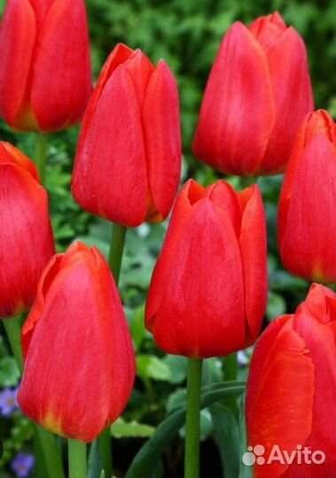 Луковицы тюльпанов оптом