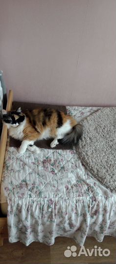 Отдадим стерилизованную кошку. К горшку приучина