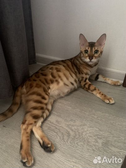 Бенгальские котята