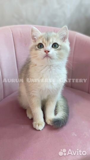 Британские котята золотые шиншиллы