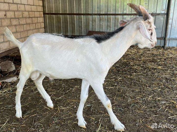 Нубийские козы