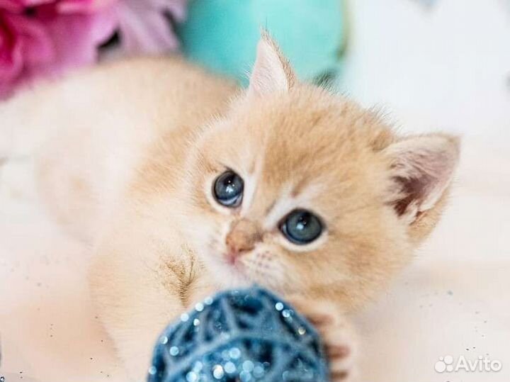 Британская шиншилла ay 12