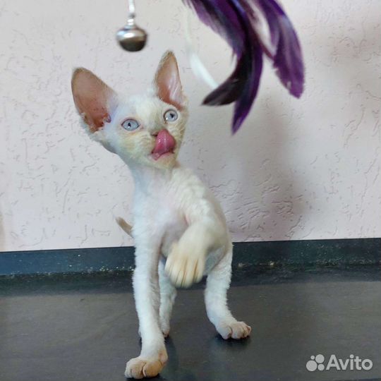 Девчата эксклюзивных окрасов