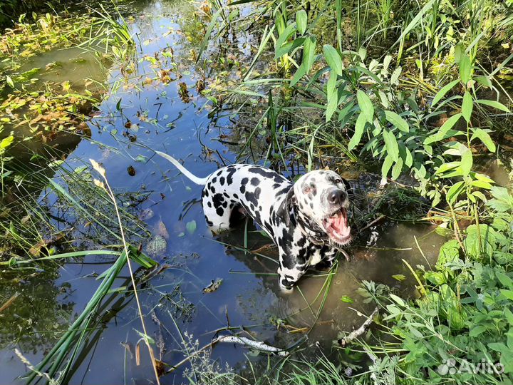 Далматин вязка