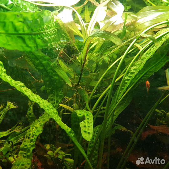 Лимонник и криптокорина