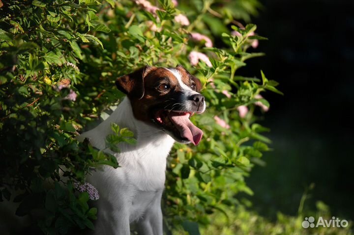 Вязка кобель Джек Рассел терьер