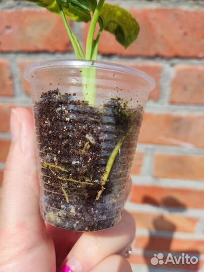 Сингониум яичница