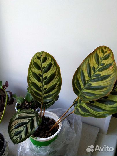 Комнатные растения, калатеи