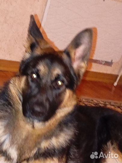 Немецкая овчарка