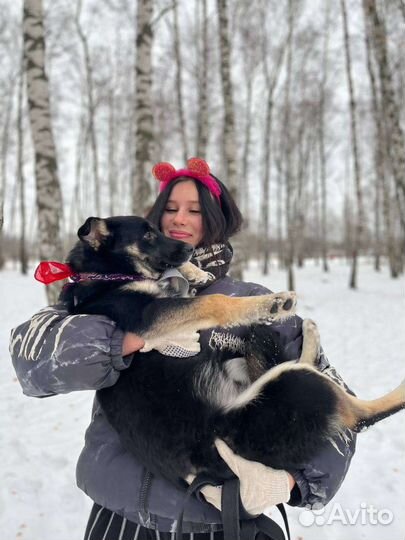 Восточноевропейская овчарка