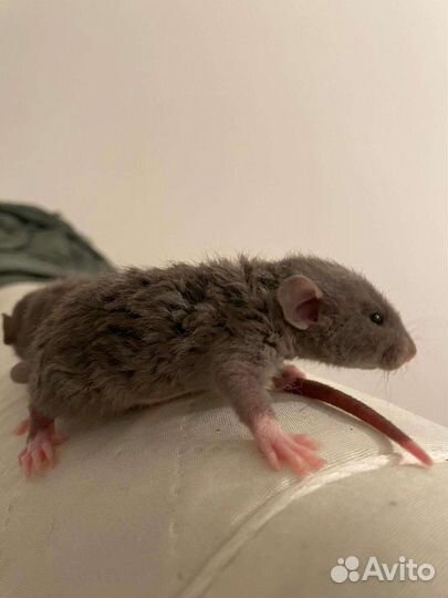 Крысёнок Рекс со всем необходимым