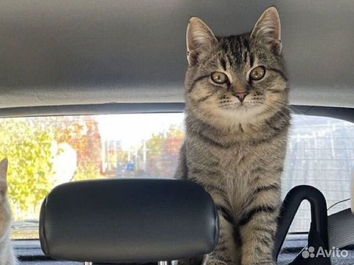 Котенок 3 месяца мальчик
