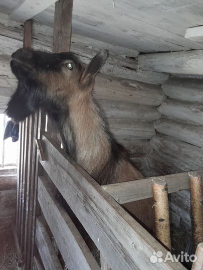 Вязка козел(чех)