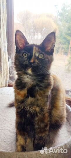 Мейн-кун белый