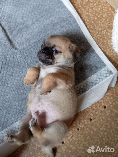 Щенки мопса