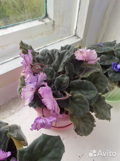 Фиалка в горшках