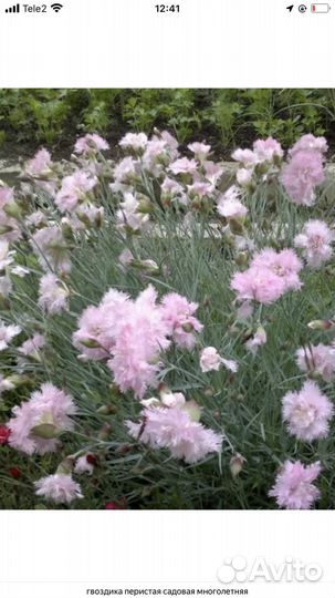 Многолетние цветы