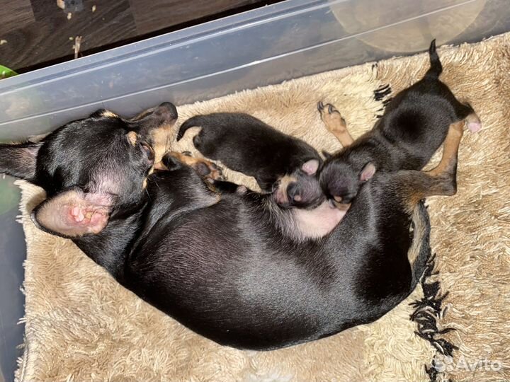 Той-терьер щенки