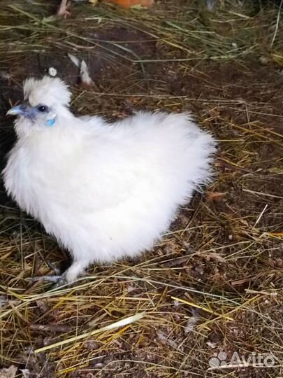 Куры молодки