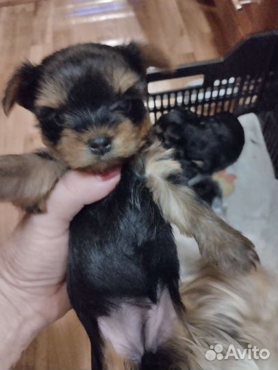 Йоркширский терьер щенки