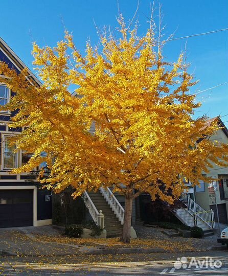 Гинго Билобо