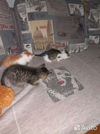 Котята в добрые руки