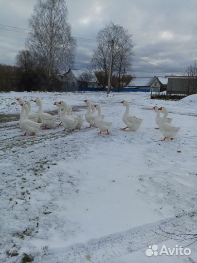 Гусь холмогорский
