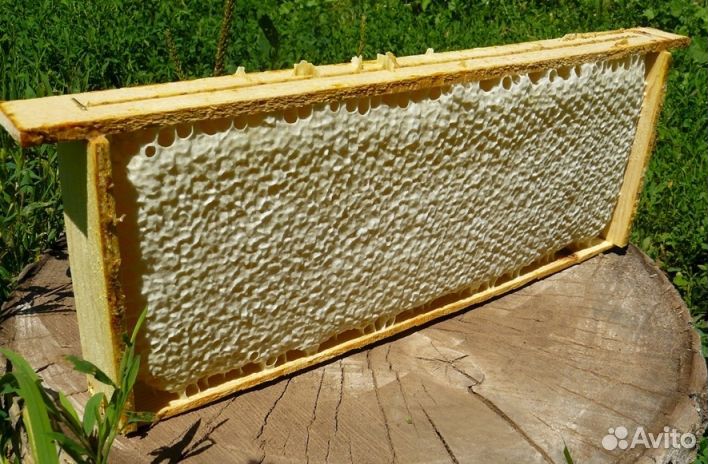 Мед натуральный из Алтая опт. от 16кг