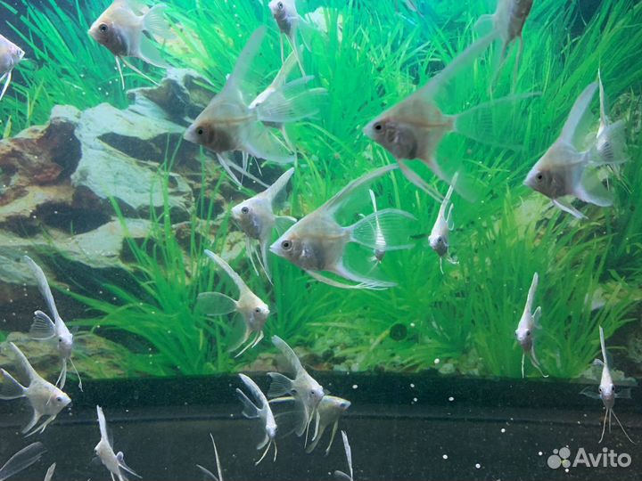 Аквариумные рыбки