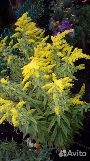 Дачные цветы