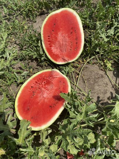 Арбузы оптом