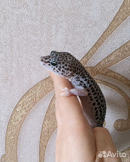 Эублефар